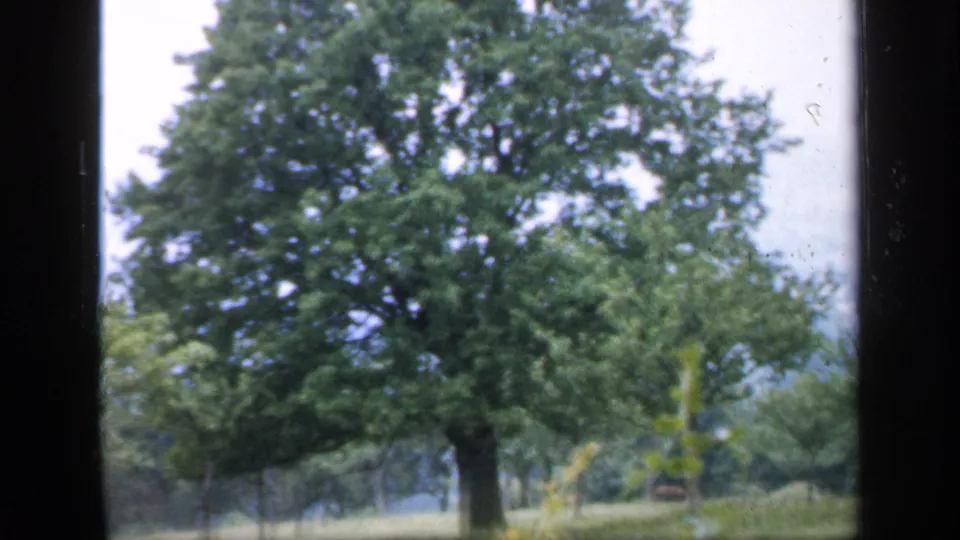 Trees and grassy ground fill the lower frame, with distant hills partly visible through the soft 8mm image.