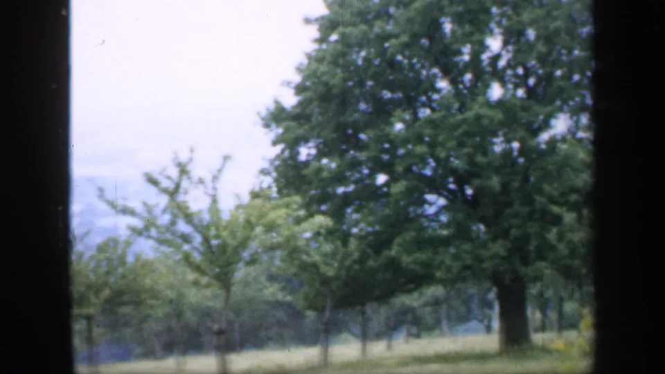 Leafy roadside or park trees fill the view, framed by a dark divider, with pale sky and distant land behind.
