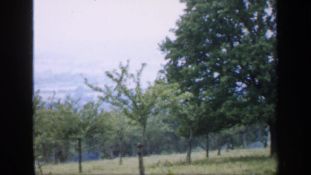 Young staked trees on a grassy hillside seen through dark vertical framing.