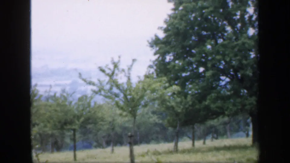 1949 England 8mm frame showing rows of young staked trees on a grassy hillside, with mature trees and distant farmland beyond.