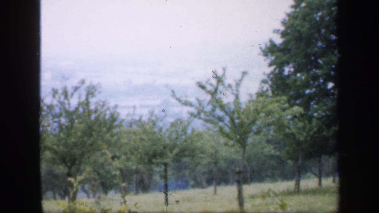 Rows of young trees and pasture with a large tree near the center.