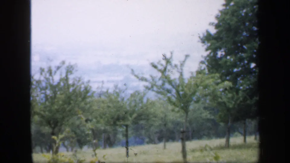 1949 England rural view with young trees planted in rows, a large mature tree, pale sky, and farmland soft in the distance.