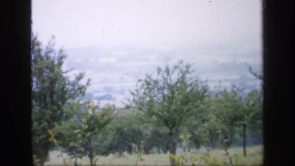 1949 England countryside frame showing planted young trees, grassy ground, distant fields, and a dark vertical frame dividing the view.