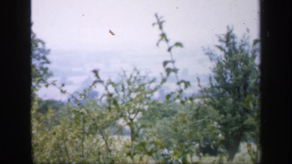 1949 England home-movie frame with leafy foreground branches and soft distant hills behind them.