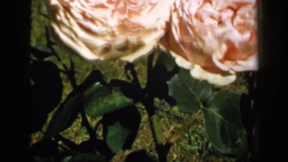 Close 1949 England 8mm frame of pale pink roses and dark leaves, with a soft cemetery lawn and headstones in the background.