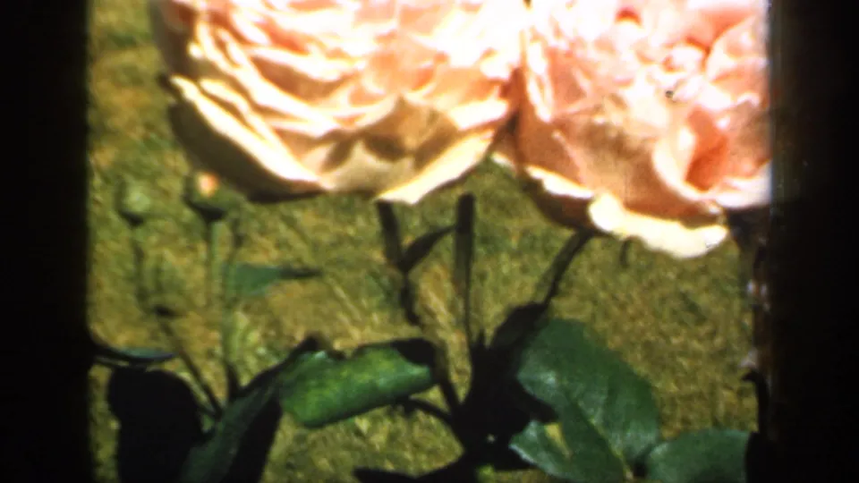 1949 England 8mm close-up of sunlit pale roses and leaves, set against the soft green background of cemetery grounds.