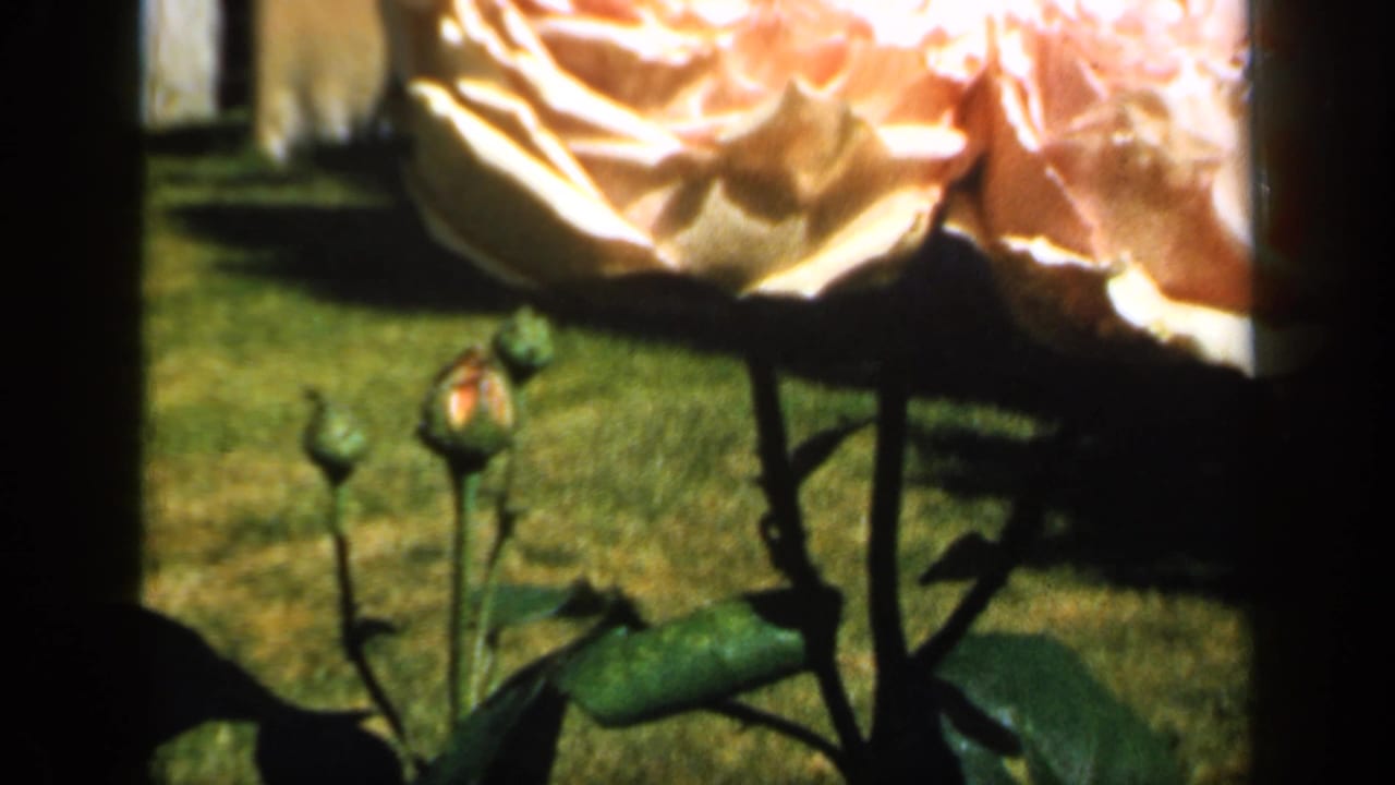1949 England 8mm frame showing an orange rose in close-up, with small buds, green leaves, and lawn behind it.