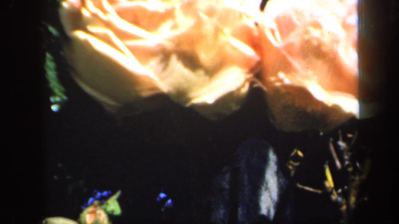 1949 England 8mm frame with orange rose petals filling the upper frame and a shadowed garden background below.