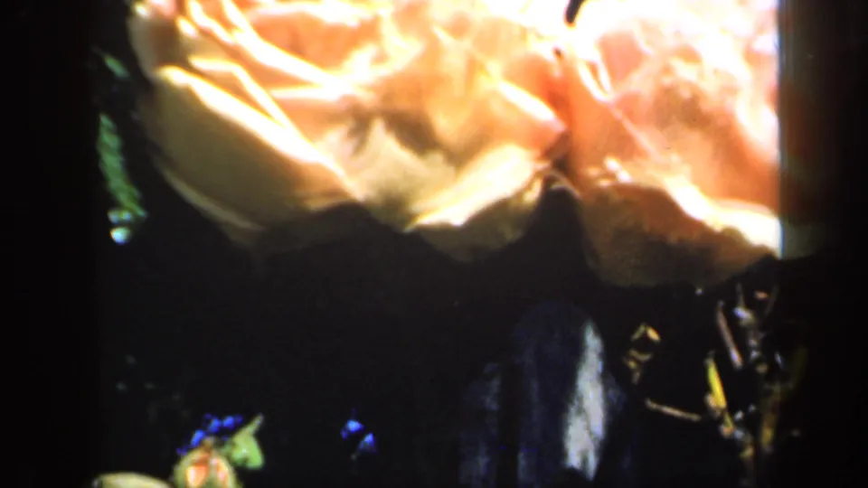 1949 England 8mm frame with orange rose petals filling the upper frame and a shadowed garden background below.