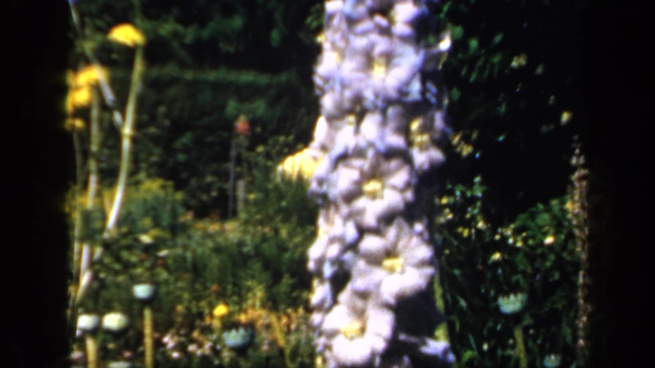 Tall pale flower spikes and poppy seed pods in a green garden.