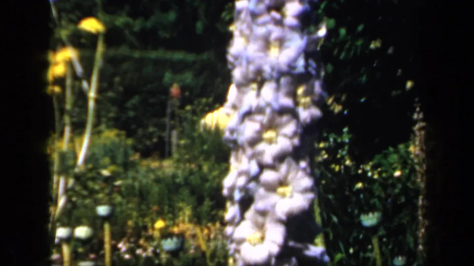 1949 England 8mm frame showing pale foxglove-like flowers, seed pods, and dense garden foliage.
