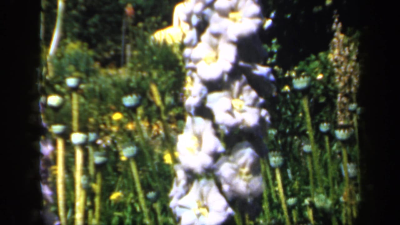 1949 England garden frame with pale blossoms, upright seed pods, and a dark tree trunk dividing the view.