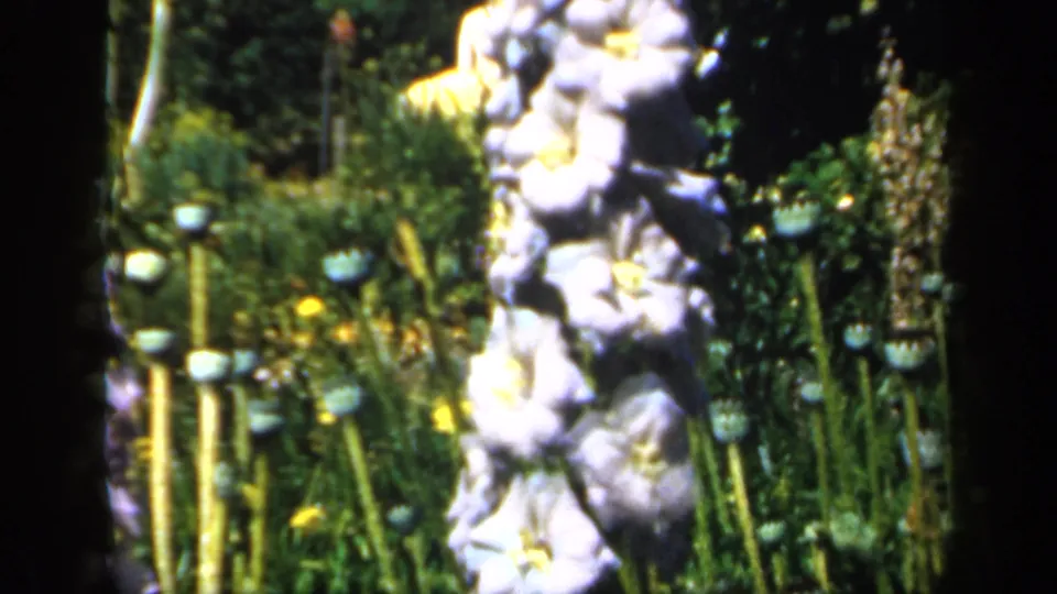 1949 England garden frame with pale blossoms, upright seed pods, and a dark tree trunk dividing the view.