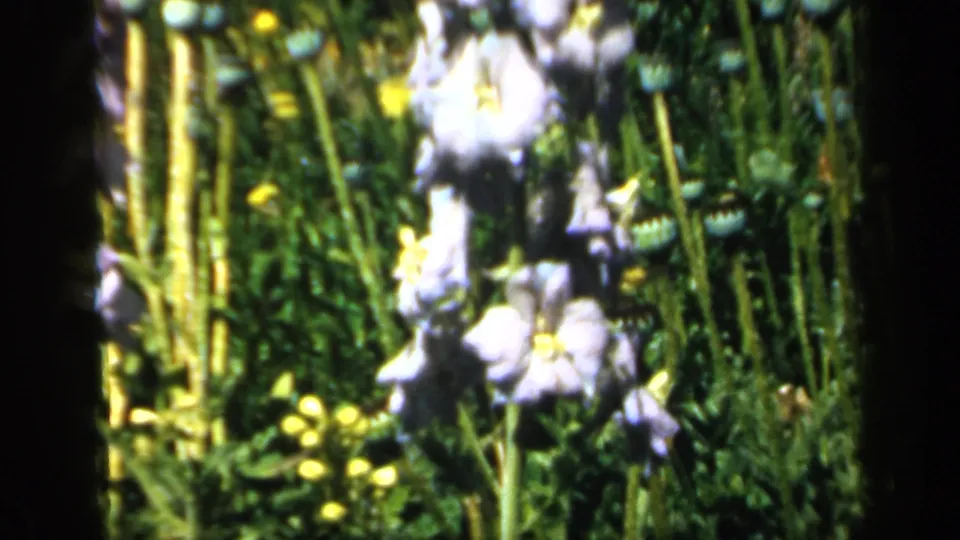 Soft 8mm garden view from England in 1949, with pale bell-shaped flowers, yellow blooms, and poppy seed pods.