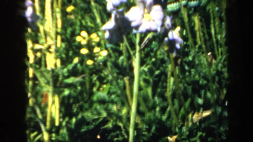 1949 England 8mm frame showing garden foliage, pale blossoms, poppy seed pods, and small yellow flowers.