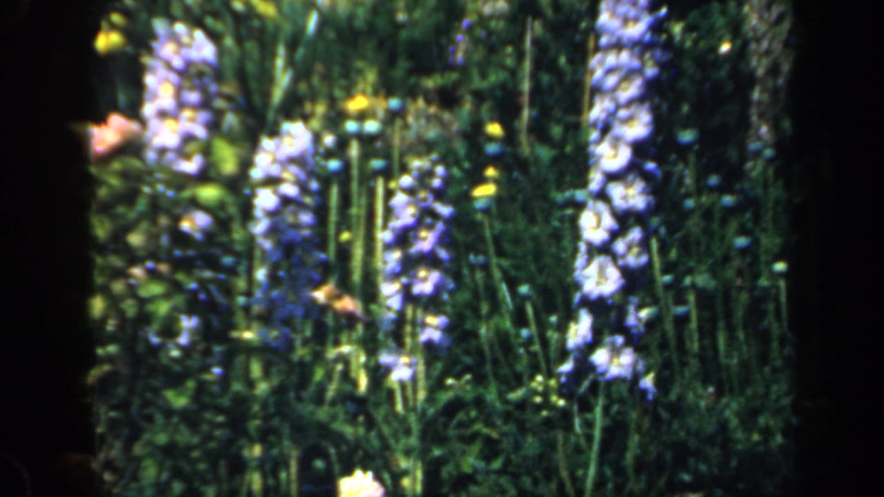 Blue delphinium spikes rising among dark green garden foliage.