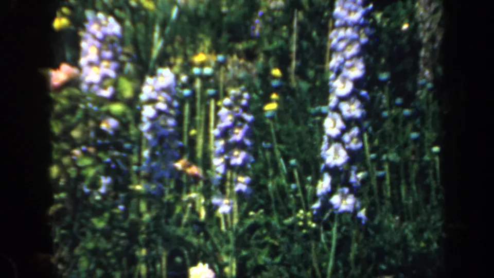 1949 England home-movie frame showing blue delphinium spikes and leafy garden growth in soft saturated color.
