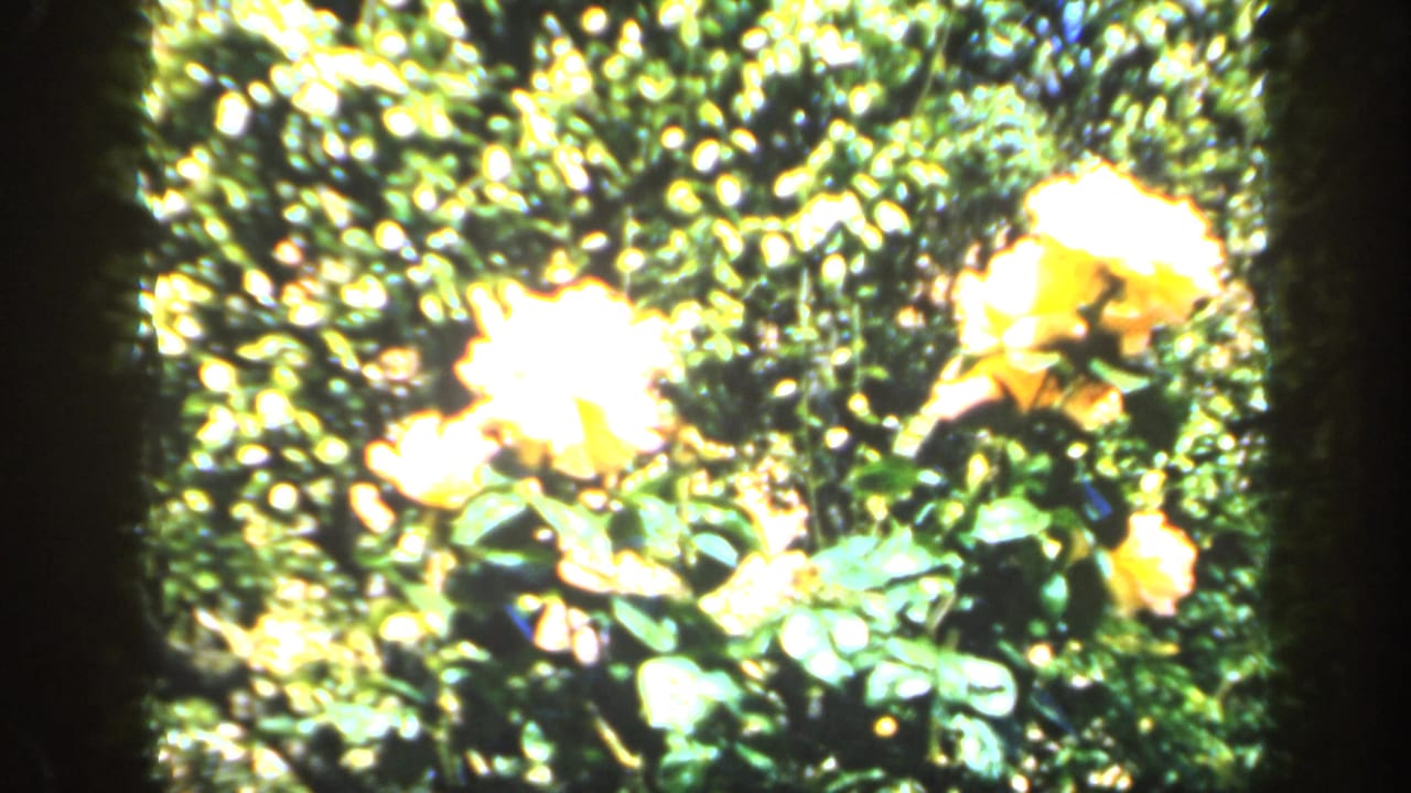 1949 England garden frame with yellow roses blooming against textured green foliage and bright exposure highlights.