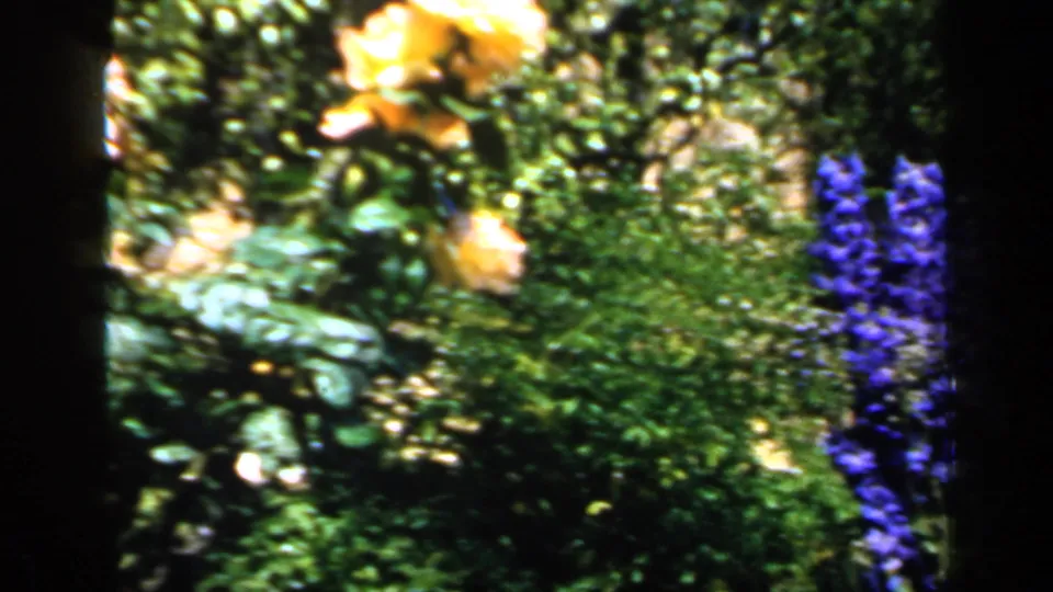 1949 England home-movie frame showing yellow roses, blue delphiniums, and dense garden greenery in a close floral view.