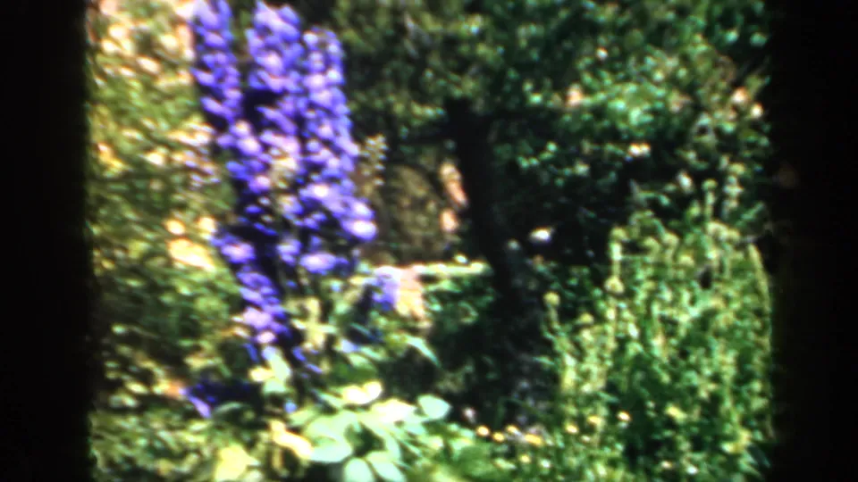 1949 England garden frame with blue delphinium spikes, leafy shrubs, and saturated green tones on 8mm film.