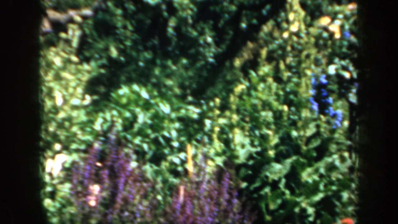 Garden planting with purple flower spikes, dense greenery, and a central dark tree trunk.