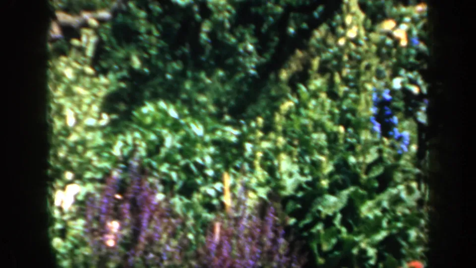 1949 England 8mm view of purple flower spikes and thick green planting partly divided by a dark foreground tree trunk.