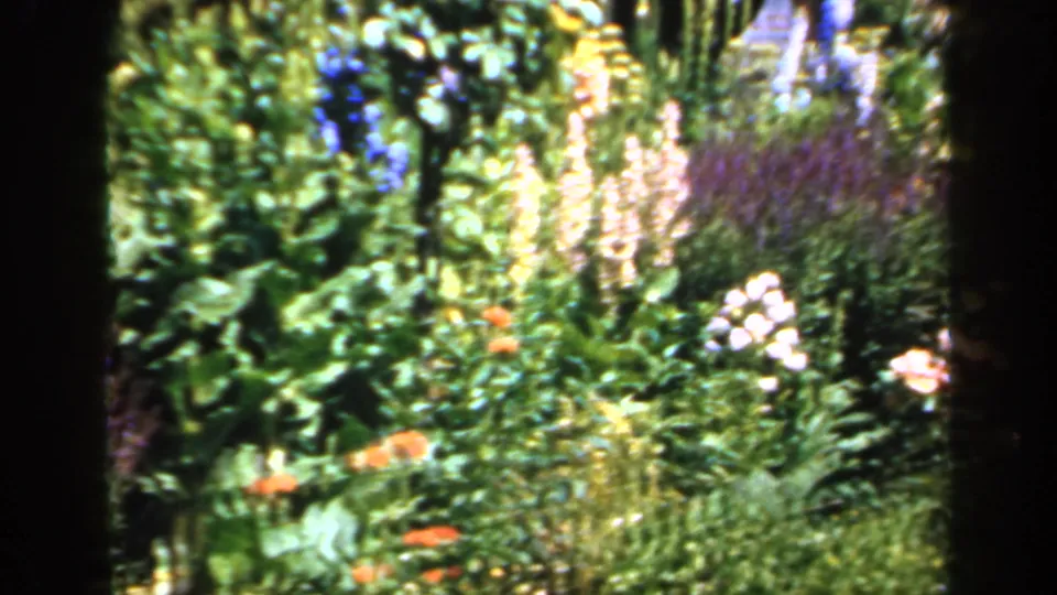 1949 England 8mm frame showing mixed flowers, including purple spikes, white blossoms, and orange blooms among dense greenery.