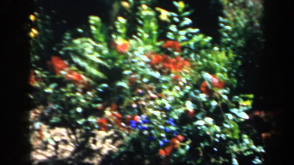Close 8mm frame of an English garden in 1949, with red blossoms, pale flowers, and thick green leaves filling most of the view.