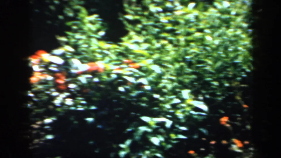 1949 England home-movie frame with bright red and pale flowers set among dense garden foliage, partly obscured by dark framing.