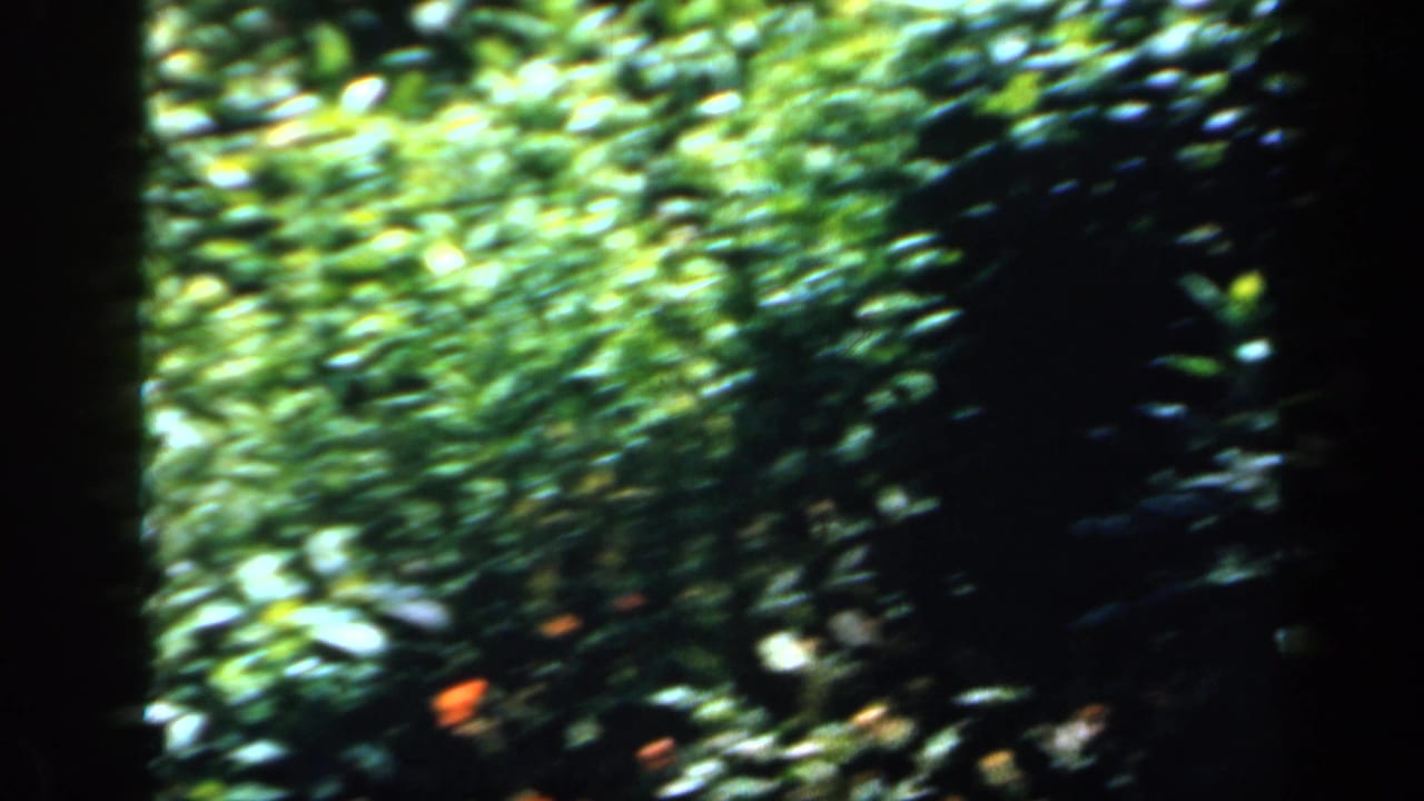 1949 England 8mm frame of dense green garden foliage in dappled sunlight, with small orange flowers and dark frame edges.
