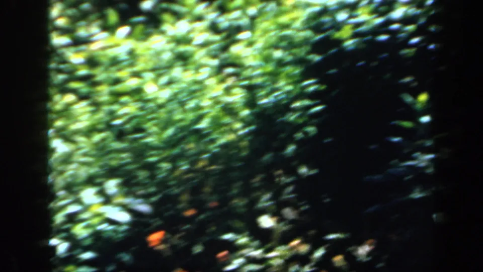 1949 England 8mm frame of dense green garden foliage in dappled sunlight, with small orange flowers and dark frame edges.