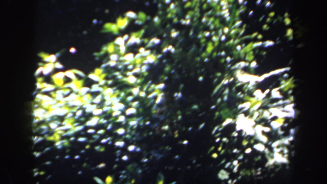 Sunlit leaves and branches in a shaded garden, framed by dark film edges.