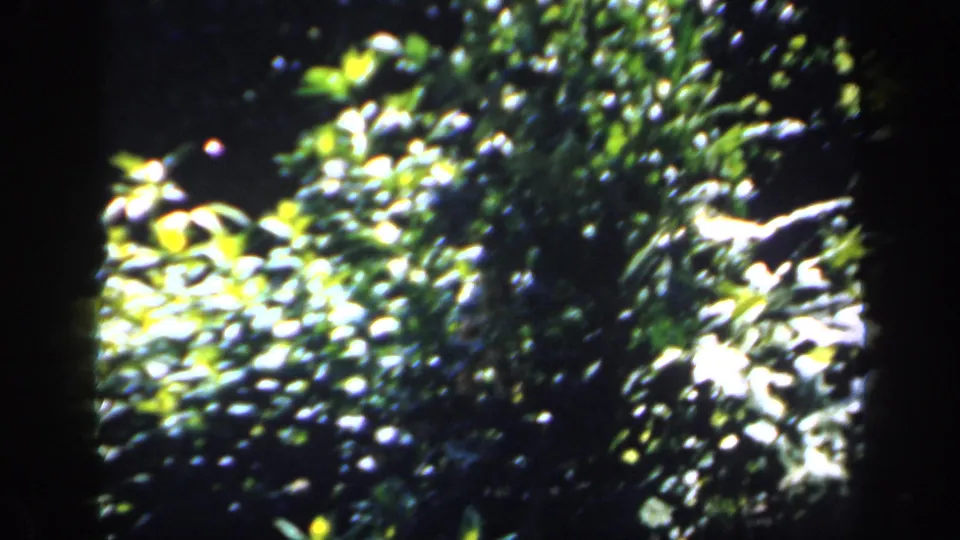 Soft 8mm view of sunlit leaves and branches in an English garden, with heavy shadow and visible film gate edges.