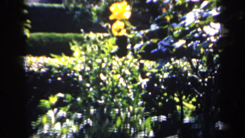 1949 England garden frame showing a yellow rose above leafy beds, clipped hedges, and mixed planting in strong sunlight.