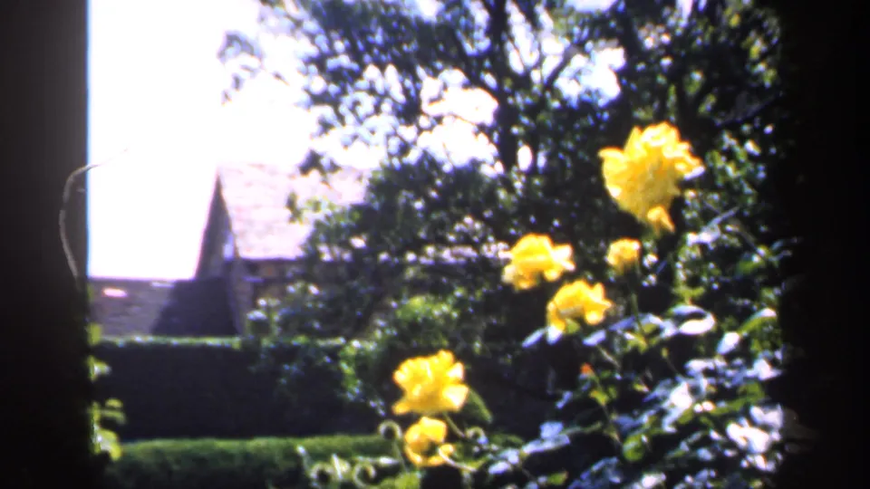 1949 England 8mm frame of yellow roses in a garden, with hedges, trees, bright sky, and a distant pitched-roof structure.
