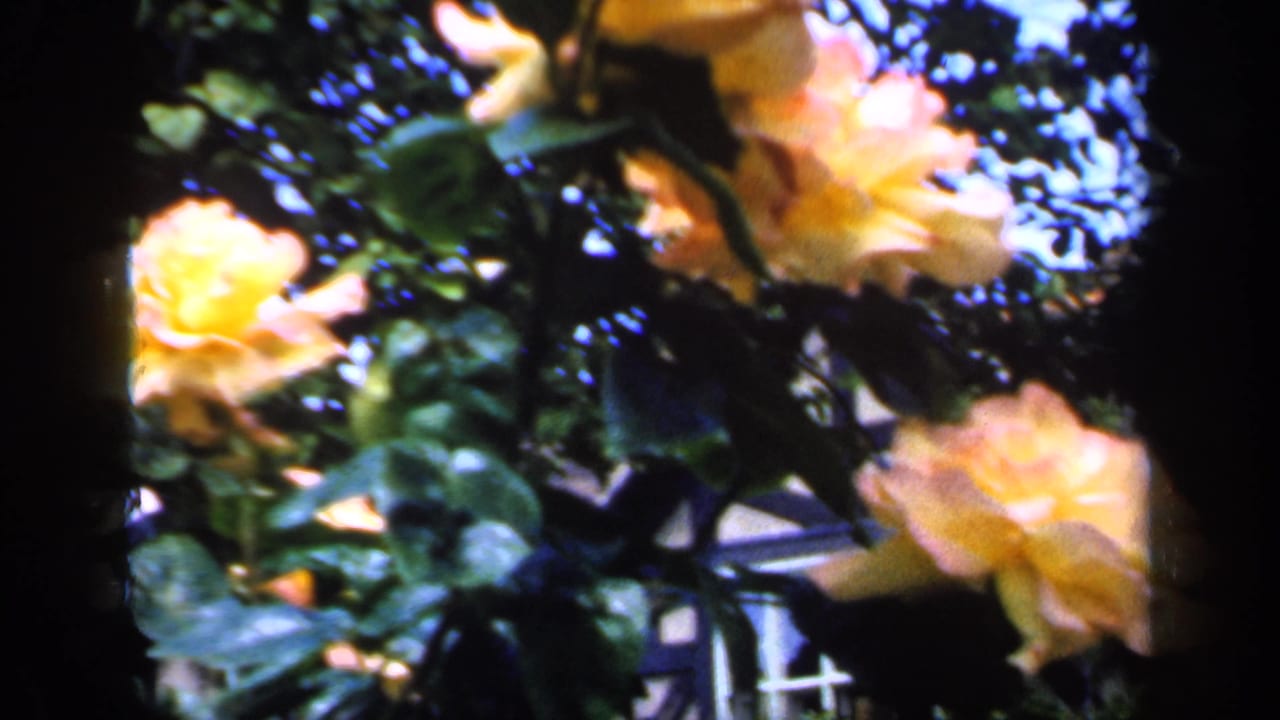 Yellow roses and green foliage in partial shade.