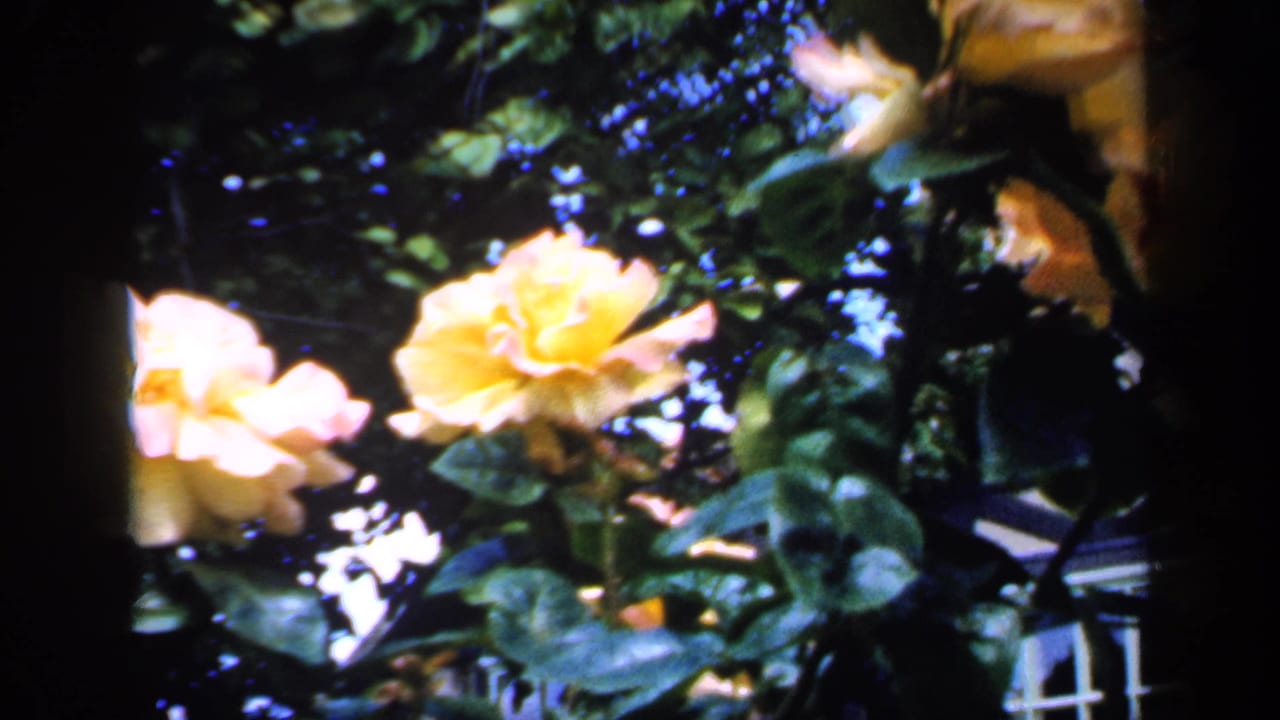 Yellow rose blooms framed by dense leaves and shadow.