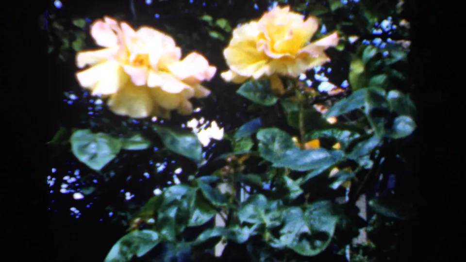 Two prominent yellow rose blooms stand above glossy leaves in 1949 England archival home-movie footage.