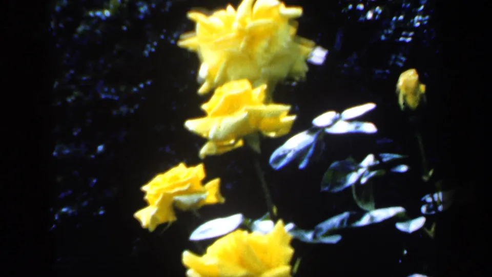 A vertical cluster of yellow roses appears against deep shade and green foliage in the garden.