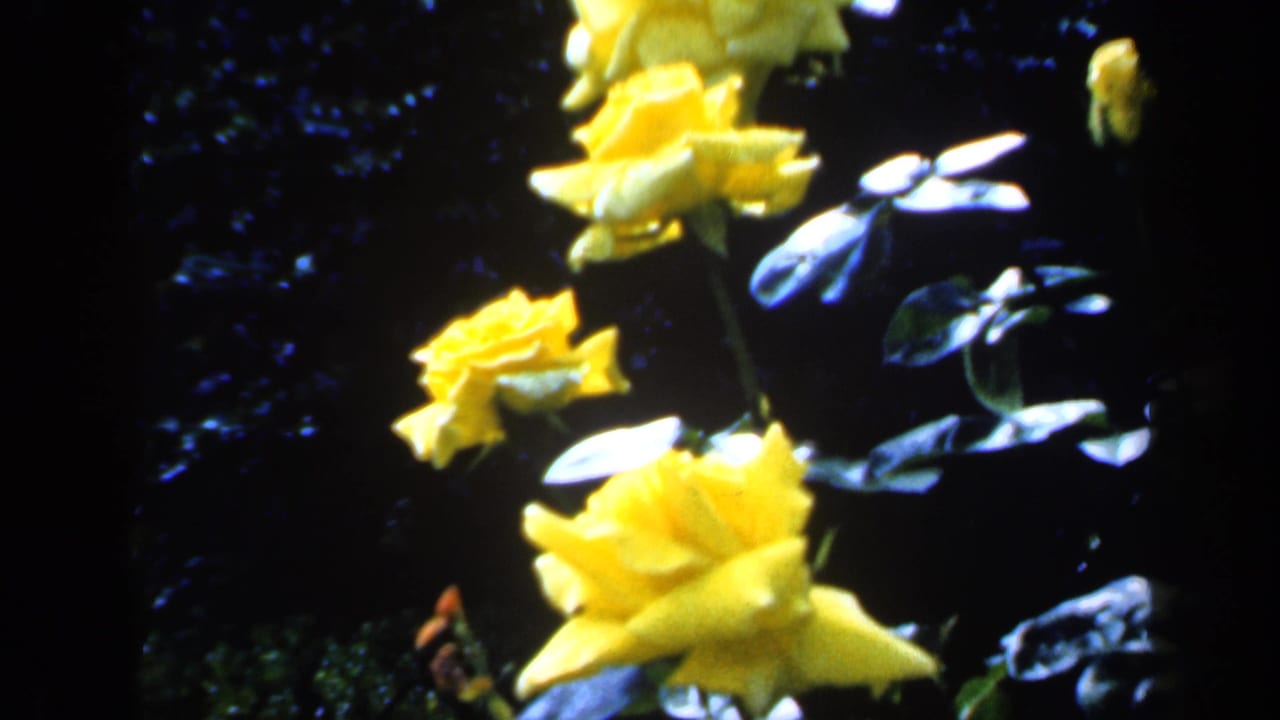1949 England 8mm frame showing sunlit yellow roses and leaves against shaded foliage.