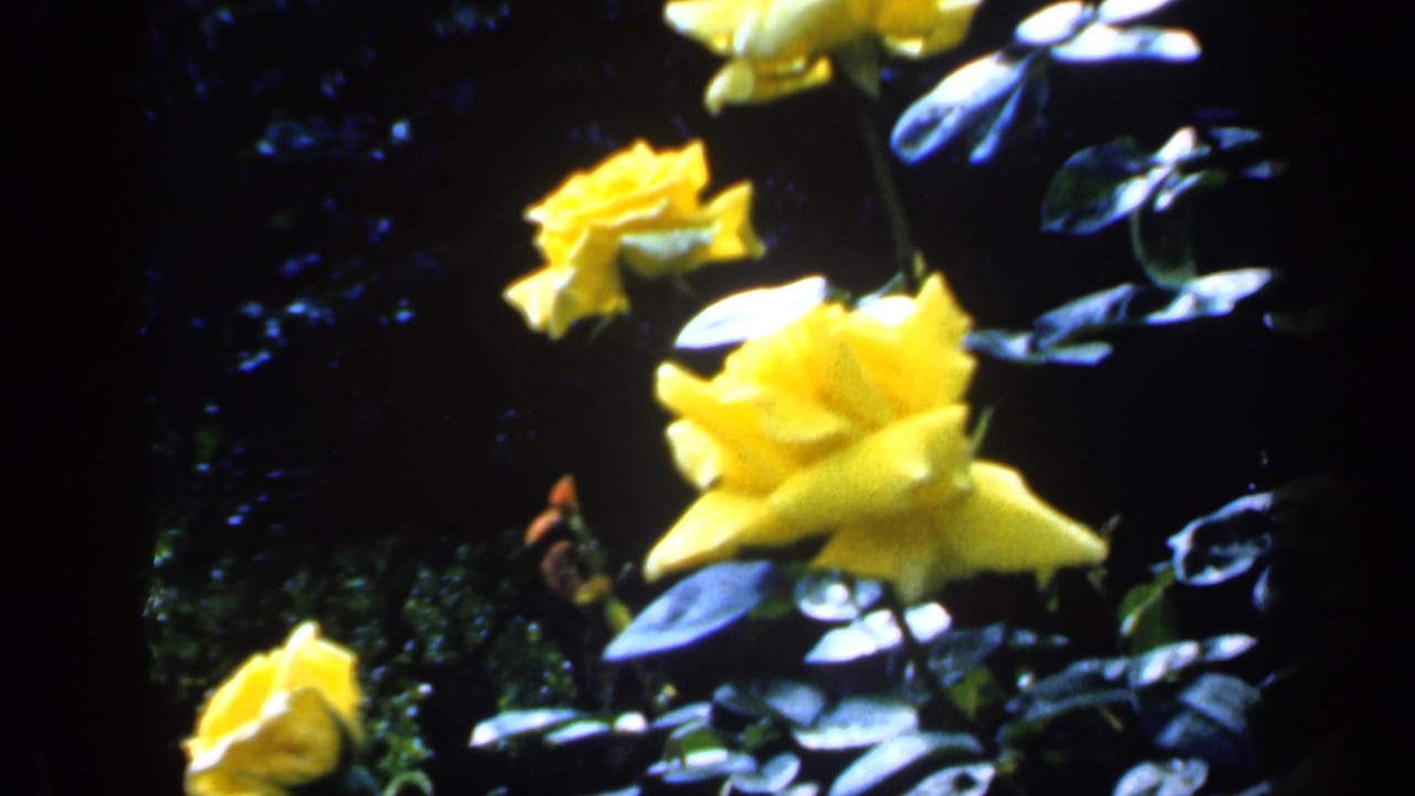 1949 England 8mm frame with yellow rose blooms and leaves set against a dark shaded garden area.