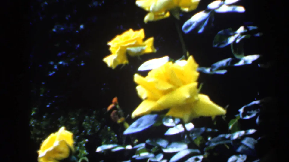1949 England 8mm frame with yellow rose blooms and leaves set against a dark shaded garden area.