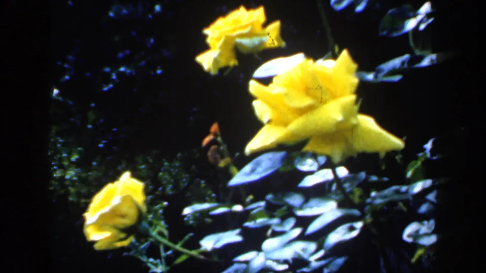 1949 England 8mm frame showing yellow roses, a lower bud, and leafy stems in strong sunlight.