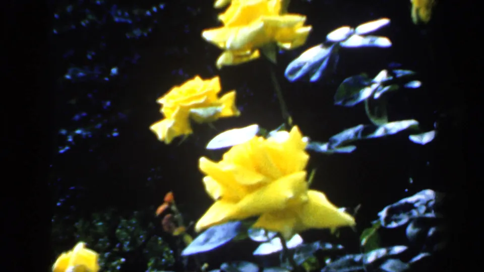 1949 England 8mm frame of yellow roses and leafy stems, with bright petals against shadowed foliage.