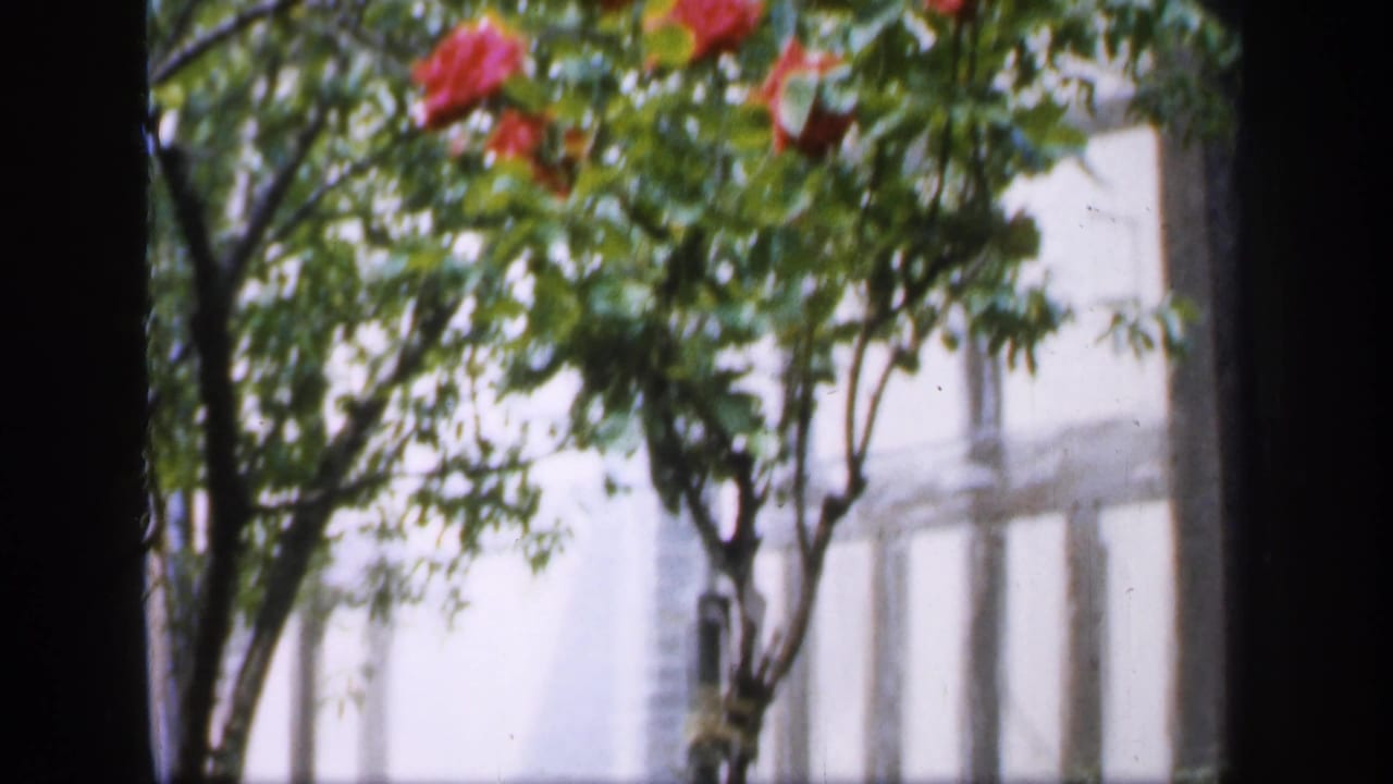 1949 England 8mm frame showing red flowers and green foliage viewed through dark window framing, with a pale building softly visible behind.