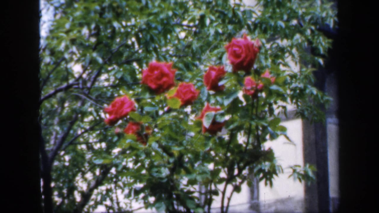 1949 England 8mm frame with red rose blossoms on a green bush, seen beside dark window framing and soft pale architecture.