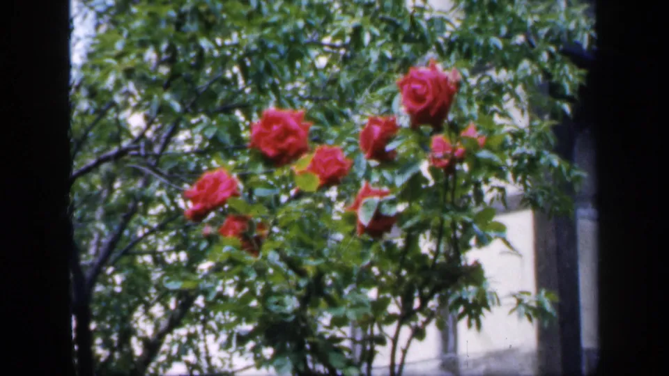 1949 England 8mm frame with red rose blossoms on a green bush, seen beside dark window framing and soft pale architecture.