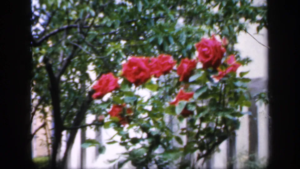 1949 England 8mm frame showing red roses and leafy greenery in soft focus, with a tree trunk and pale building in the background.
