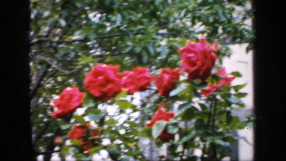 1949 England 8mm frame with a closer view of red roses and green leaves, framed by dark edges and soft background architecture.