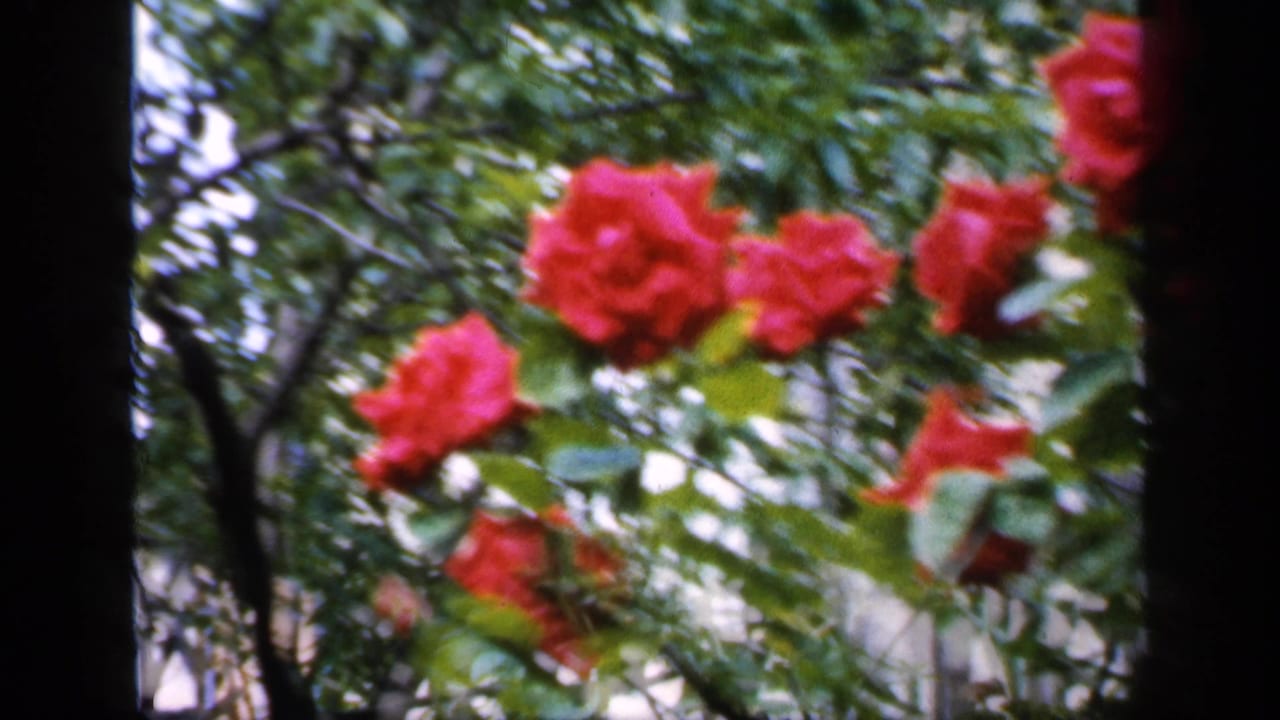 Red roses and green foliage framed by dark tree trunks.